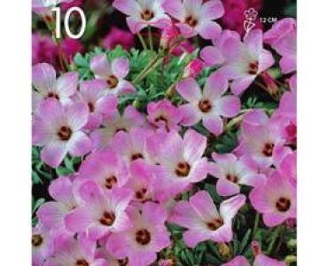 Оксалис Adenophylla